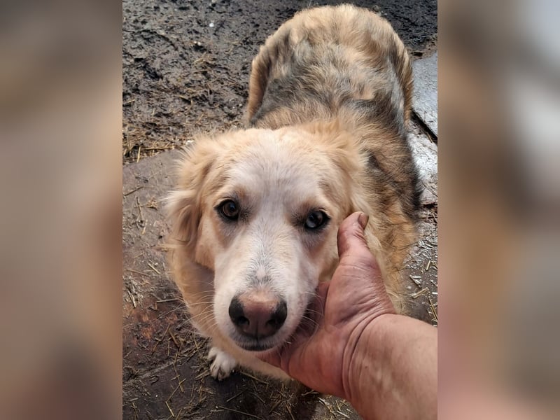 Ronja, freundliches Hundemädchen sucht Menschen mit Herz