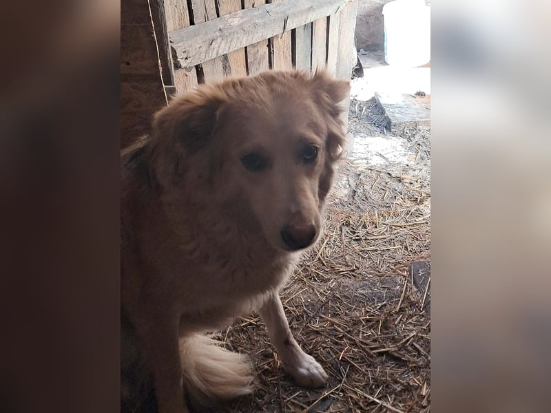 Ronja, freundliches Hundemädchen sucht Menschen mit Herz