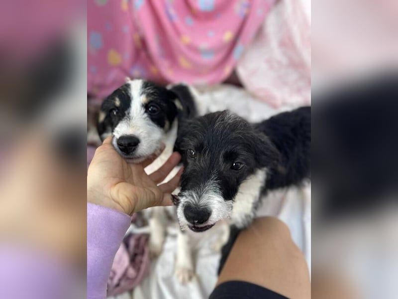 Saul (Spanien) – fröhlicher Jungspund sucht sein Für-immer-Zuhause