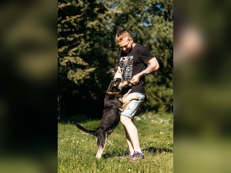 Fröhlicher Sharik sucht seine Menschen