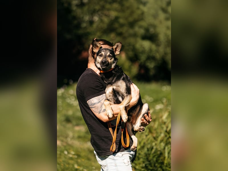 Fröhlicher Sharik sucht seine Menschen