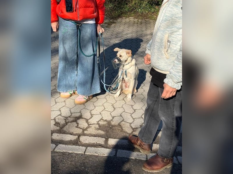 Monty wartet auf seine sportlichen Menschen