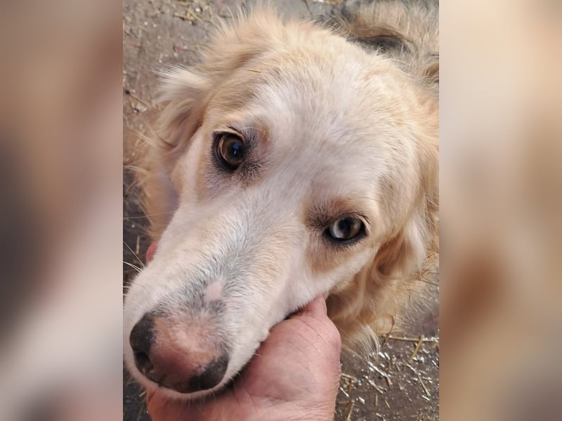 Ronja, freundliches Hundemädchen sucht Menschen mit Herz