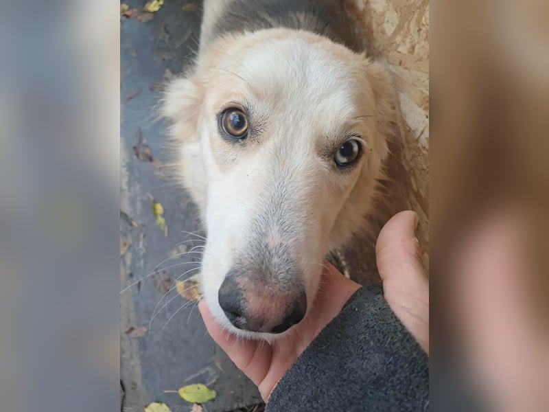 Ronja, freundliches Hundemädchen sucht Menschen mit Herz