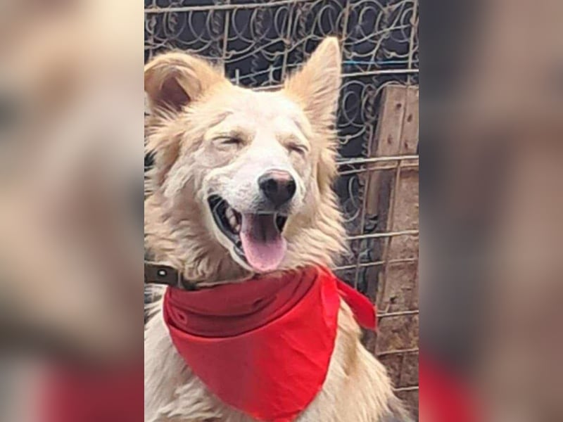 Ronja, freundliches Hundemädchen sucht Menschen mit Herz