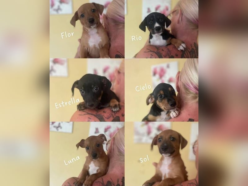 Flor (Spanien) - sucht ihre Familie fürs Leben