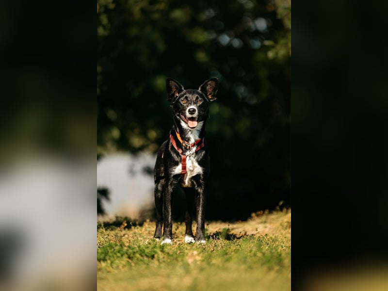 Ruhiges Zuhause für Lucy gesucht