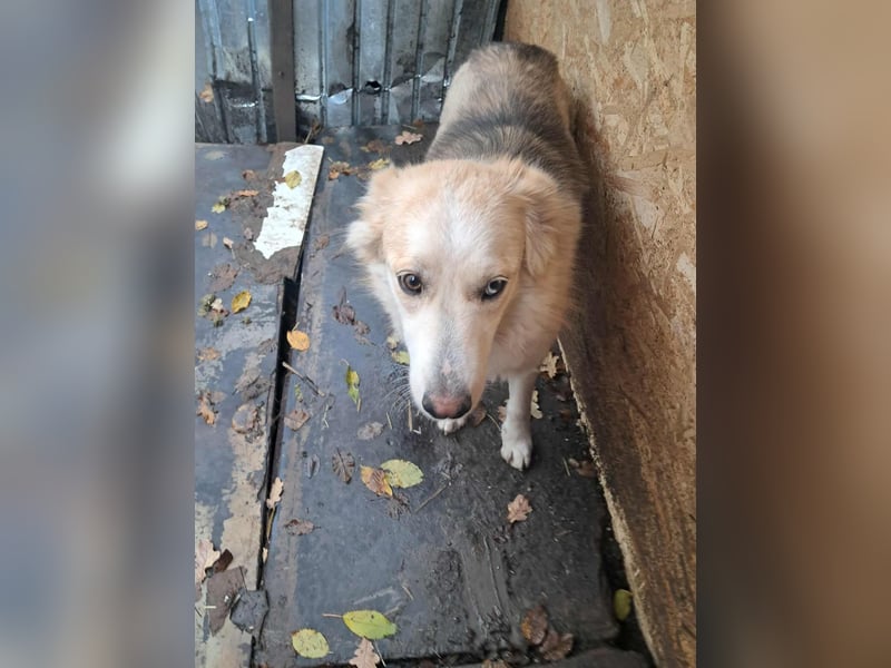 Ronja, freundliches Hundemädchen sucht Menschen mit Herz