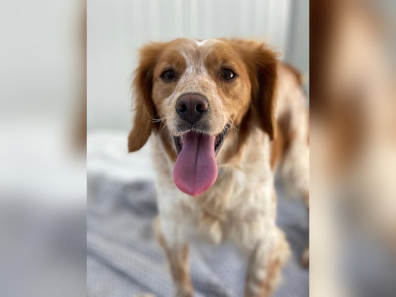 Petra (Spanien) – kleine Bretonen-Dame mit großem Herz