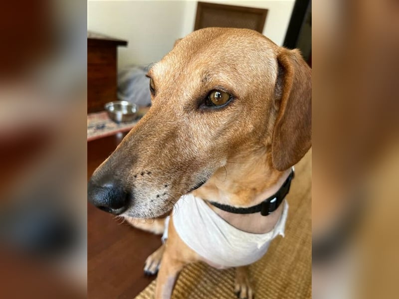 Canela (Spanien) - dreibeinig aber fröhlich durchs Leben