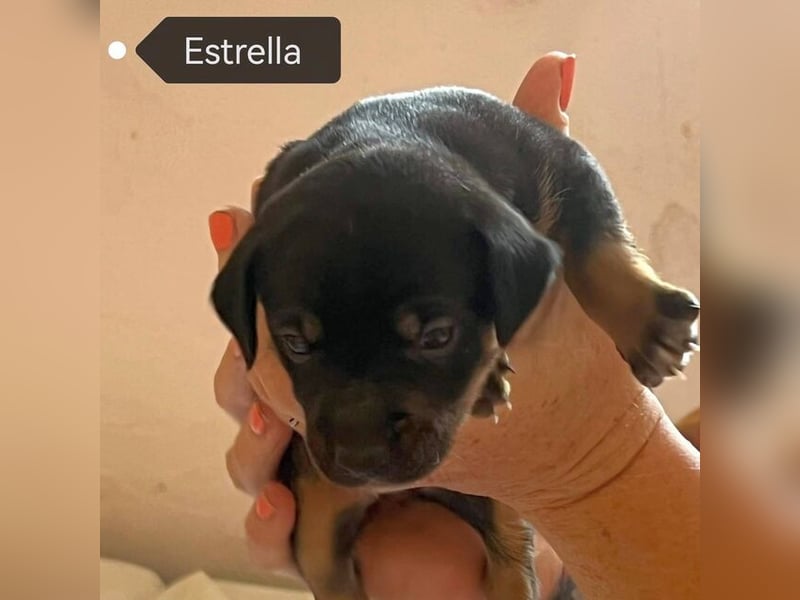 Estrella (Spanien) - kleiner Sonnenschein für ihr Zuhause
