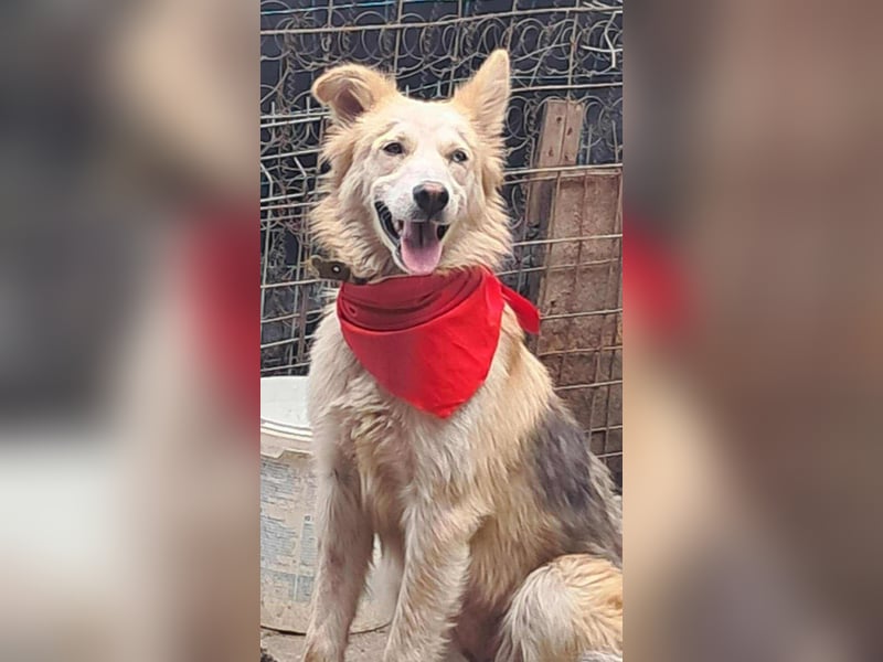 Ronja, freundliches Hundemädchen sucht Menschen mit Herz