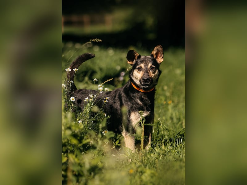 Fröhlicher Sharik sucht seine Menschen