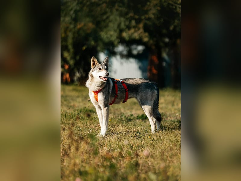 Schüchterne Beja sucht liebevolles Zuhause