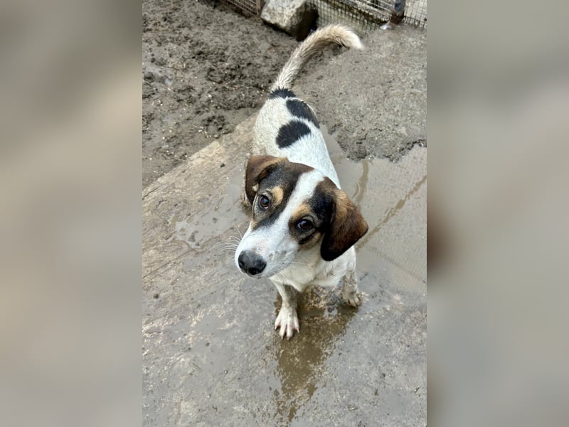 Kleiner Jampa sucht sein Happy End