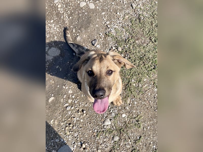 Snoop – kleiner Sonnenschein auf der Suche nach seinem Platz
