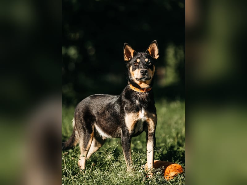 Fröhlicher Czar sucht seine Familie