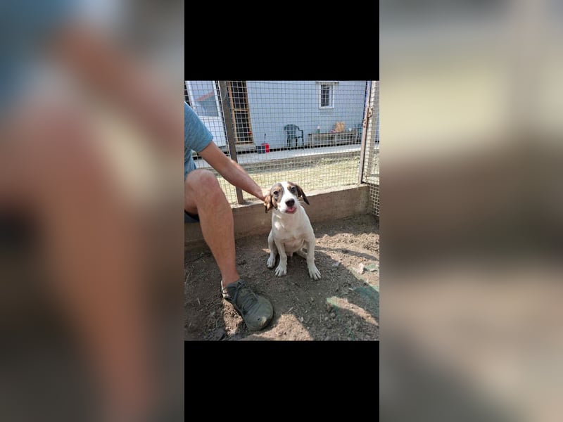 Kleiner Jampa sucht sein Happy End