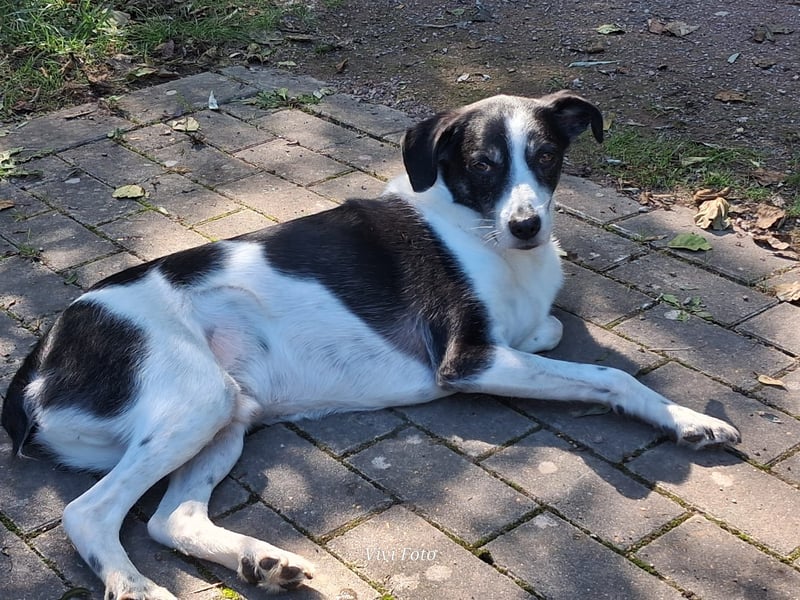 Gustav sucht sein Für-immer-Zuhause 