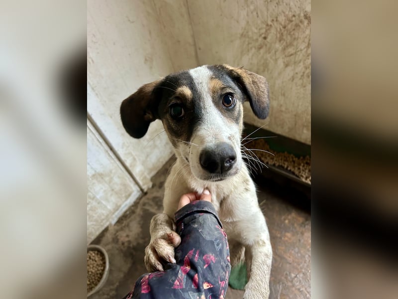 Kleiner Jampa sucht sein Happy End