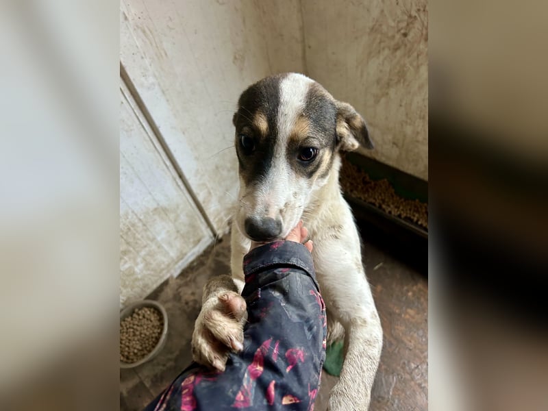 Kleiner Jampa sucht sein Happy End