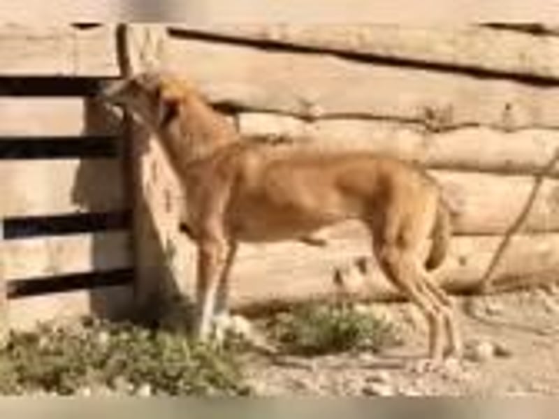 Elvis auf der Suche nach seinem Glück**Pflegestelle und Endstelle**