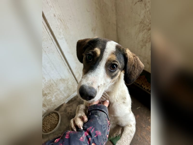 Kleiner Jampa sucht sein Happy End
