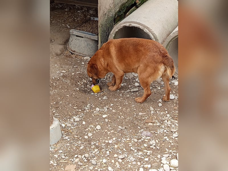 Lara wartet auf ihr Forever Home