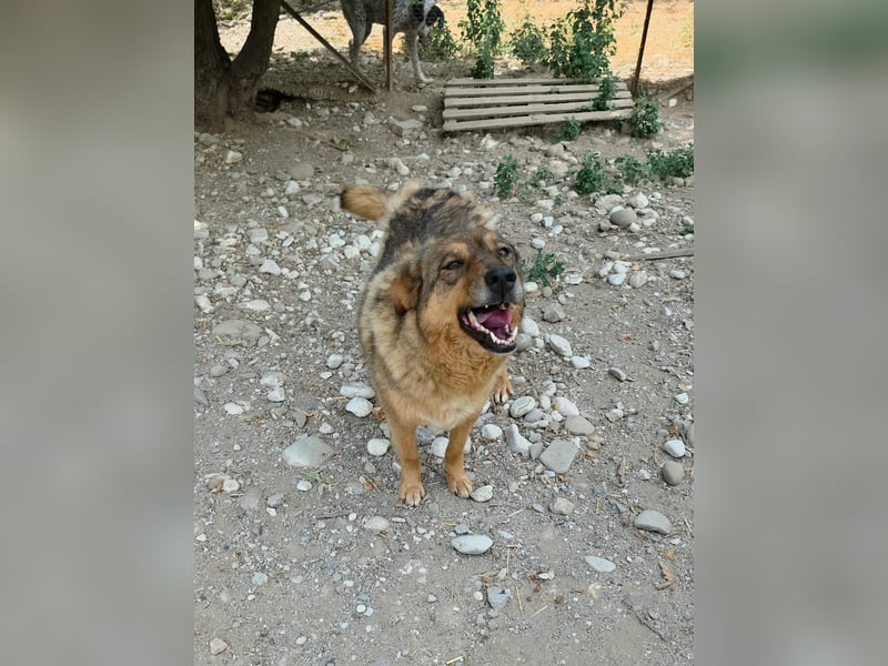 Themida sucht ihre Herzmenschen!