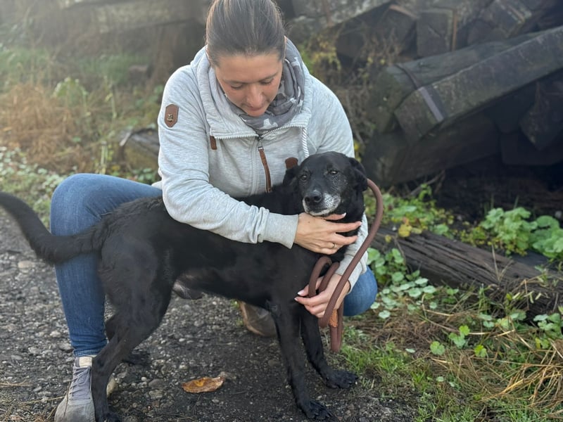 Traumhaft toller Gonza auf der Suche nach seinen Menschen - Zuhause oder Pflegestelle zum 06.12.2025