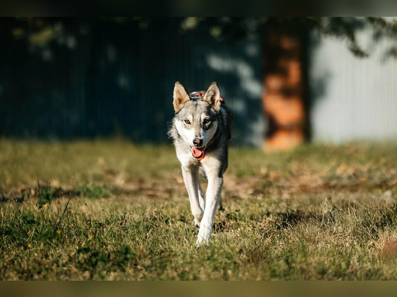 Schüchterne Beja sucht liebevolles Zuhause