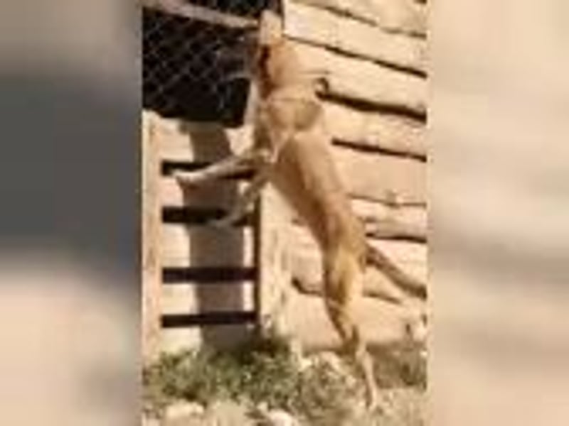 Elvis auf der Suche nach seinem Glück**Pflegestelle und Endstelle**