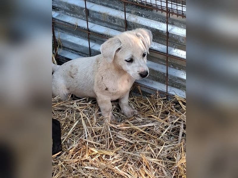 Milo wartet auf seine Seelen-Menschen