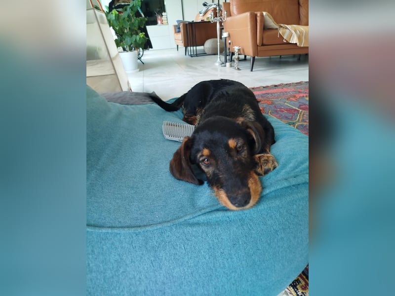 Fröhliche Sonja sucht ihre Menschen