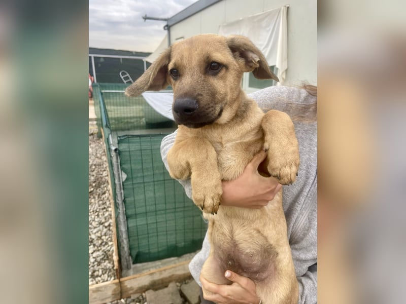 Snoop – kleiner Sonnenschein auf der Suche nach seinem Platz