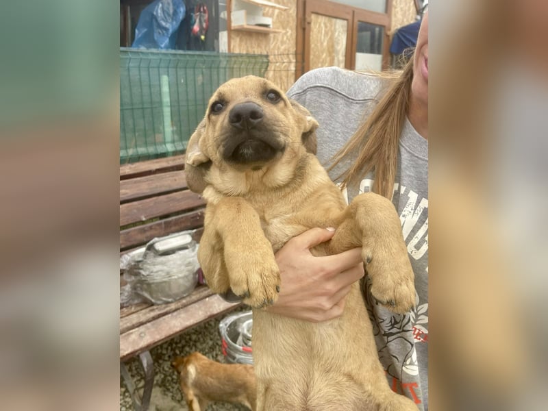 Snoop – kleiner Sonnenschein auf der Suche nach seinem Platz