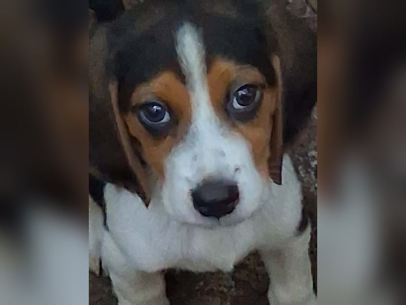 Welpen sucht liebevolle für immer Familie 