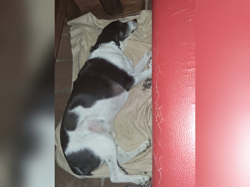 Gustav sucht sein Für-immer-Zuhause 
