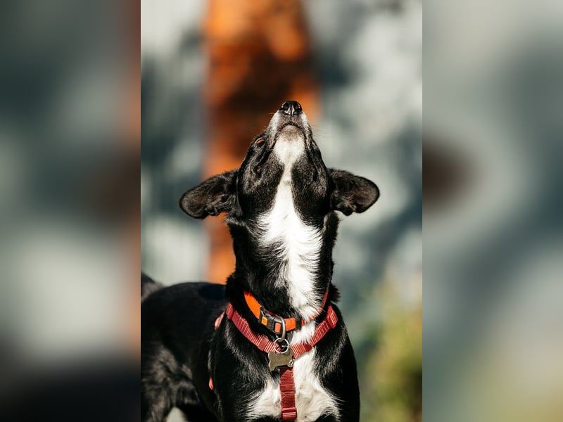 Sanfte Lucy sucht ihre Menschen