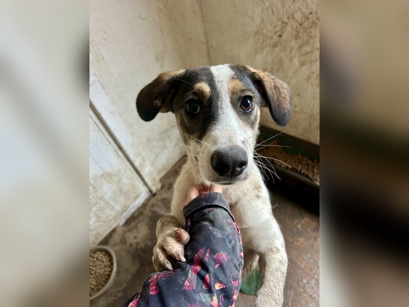 Kleiner Jampa sucht sein Happy End