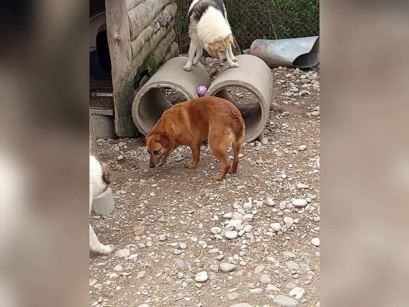 Lara wartet auf ihr Forever Home