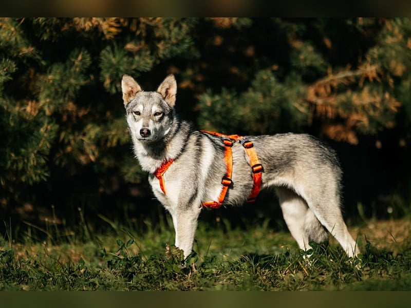 Schüchterne Beja sucht liebevolles Zuhause