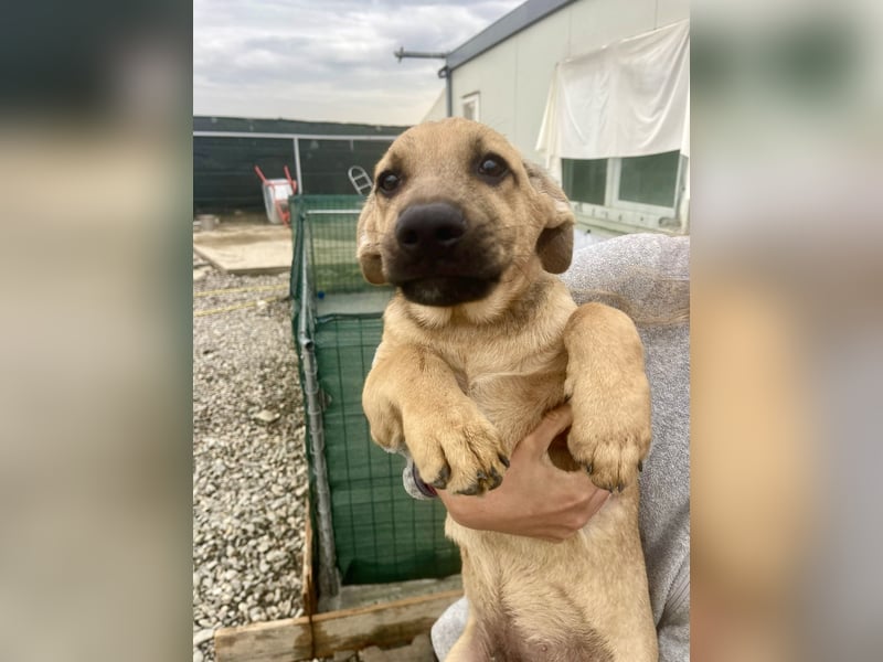 Snoop – kleiner Sonnenschein auf der Suche nach seinem Platz