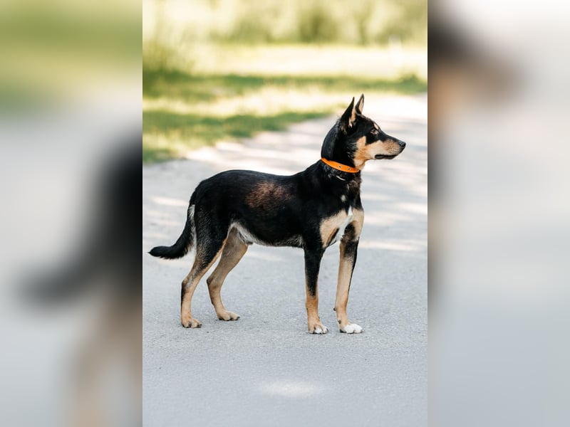 Fröhlicher Czar sucht seine Familie