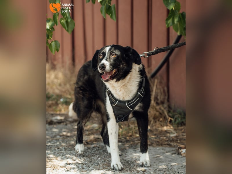 Kami ❤️ von der Straße mitten ins Herz