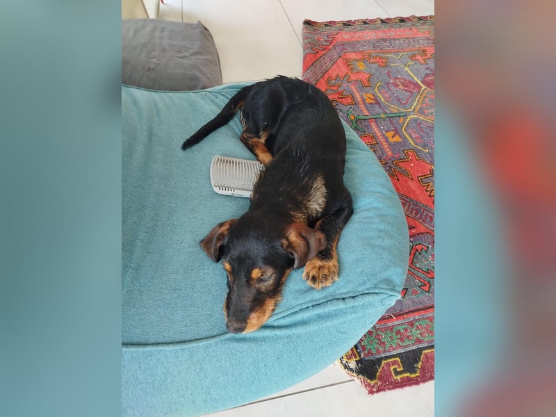 Fröhliche Sonja sucht ihre Menschen