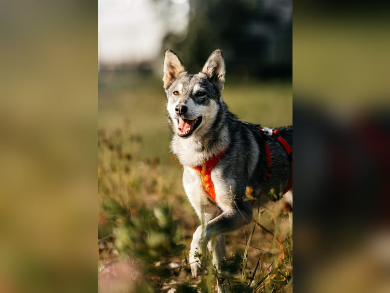 Schüchterne Beja sucht liebevolles Zuhause