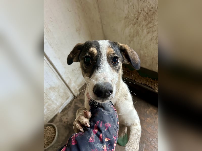 Kleiner Jampa sucht sein Happy End