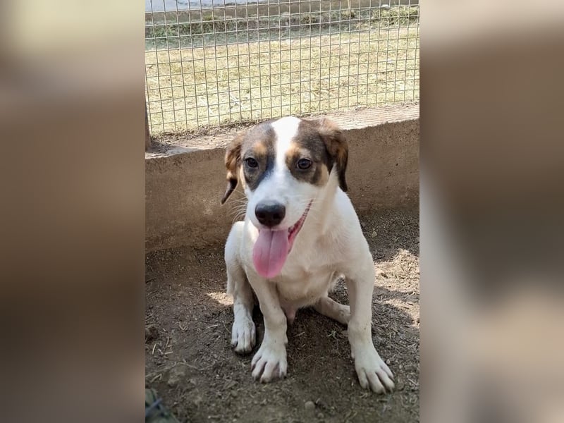 Kleiner Jampa sucht sein Happy End