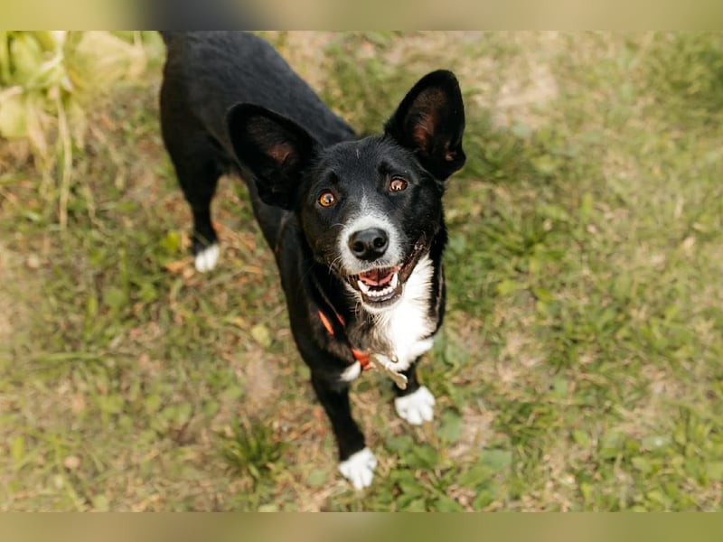 Sanfte Lucy sucht ihre Menschen